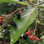 Damburneya coriacea Fruit