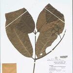 Rudgea stipulacea Leaf