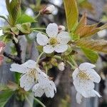 Prunus cerasus Flor