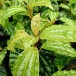 Pilea cadierei Leaf