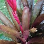 Aechmea mariae-reginae Лист