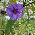 Solanum nudum Flower