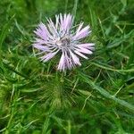 Galactites tomentosusBlomst