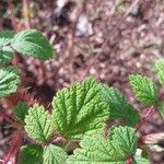 Rubus phoenicolasius Blatt