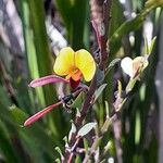 Bossiaea heterophylla 花