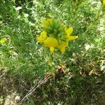 Ononis pubescens Cvet