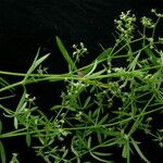 Galium asperifolium