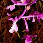 Orchis anatolica Цвят