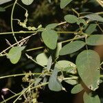 Desmodium procumbens Leaf