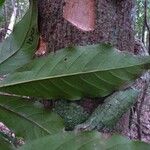 Pycnandra gordoniifolia Écorce