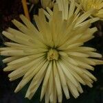 Chrysanthemum indicum Blüte