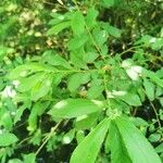 Salix atrocinerea Folha