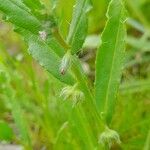 Gastrocotyle hispida आदत