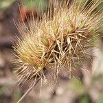 Lamarckia aurea Flower