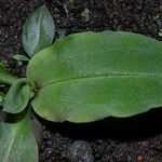 Pelexia obliqua Hoja