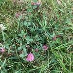 Trifolium pratenseFlower