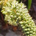 Albuca bracteata Λουλούδι