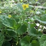 Viola glabella Flower