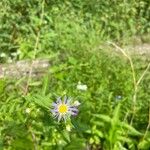 Symphyotrichum puniceum Flower