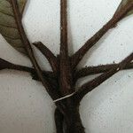 Pradosia verticillata अन्य