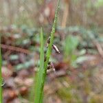 Melica nutans Costuma