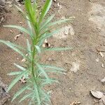 Artemisia dracunculus 叶