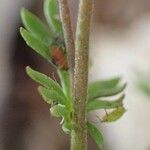 Hornungia petraea बार्क (छाल)