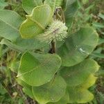 Asclepias syriaca Levél