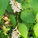 Neillia sinensis Fuelha