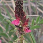 Indigofera schimperi 花