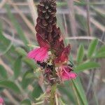 Indigofera schimperi Flower