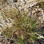 Sesleria caerulea Blad