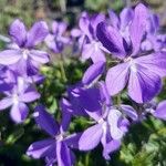 Viola cornuta ফুল