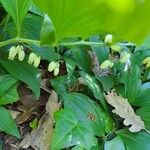 Polygonatum latifolium Květ