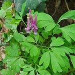 Corydalis solidaFlor