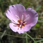 Calochortus palmeri Flor