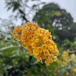 Buddleja globosa Virág