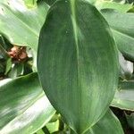 Costus woodsonii Hoja