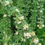 Lippia micromera Лист