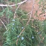 Juniperus virginianaLeaf