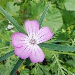 Agrostemma githago Flower