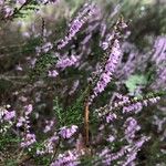 Calluna vulgarisFlor