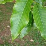 Magnolia champaca Liść