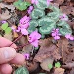 Cyclamen coum Цветок