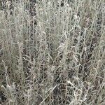 Artemisia ludoviciana 整株植物