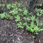 Polystichum acrostichoides ശീലം