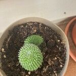 Mammillaria spinosissima Листок