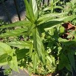 Epilobium tetragonumBlatt