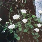 Cerastium alpinum Habitus