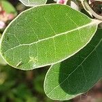 Feijoa sellowiana Leaf